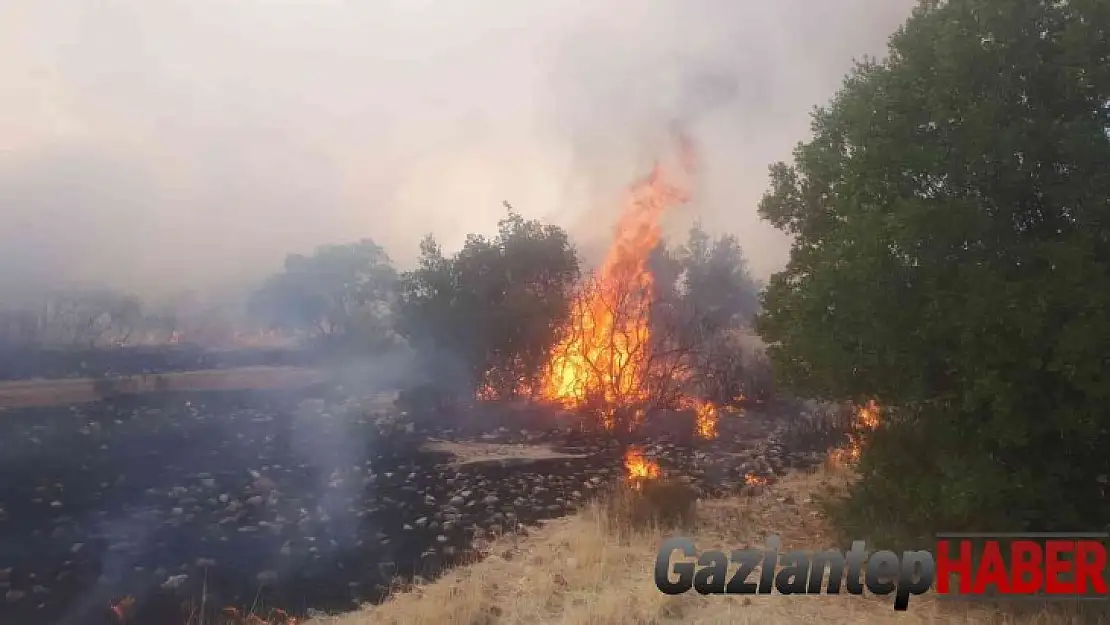 Gaziantep'te orman yangını