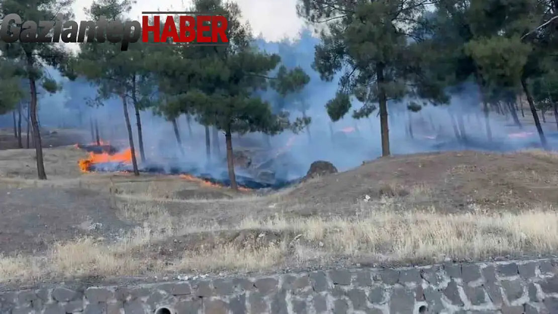 Gaziantep'te orman yangını