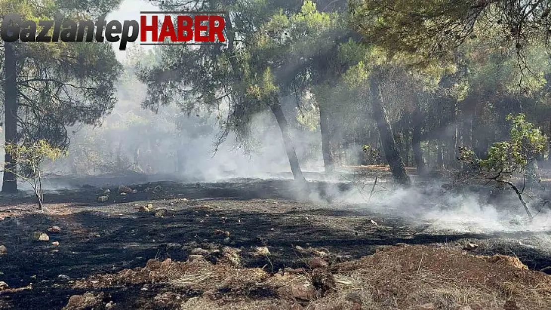 Gaziantep'te orman yangını