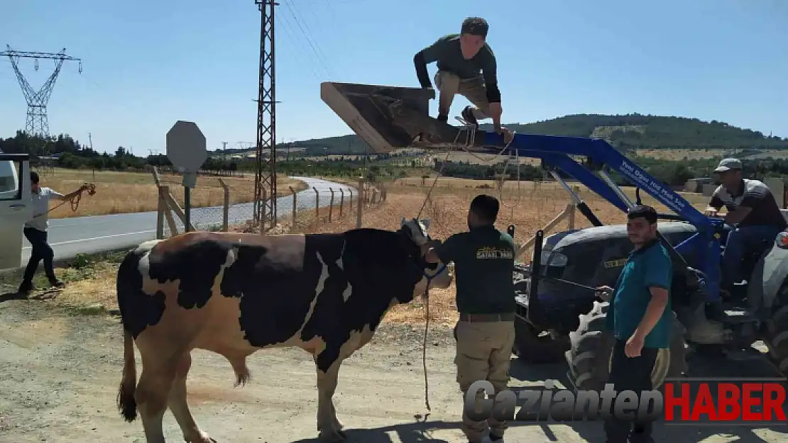 Kurban yakalama timinden dana operasyonu