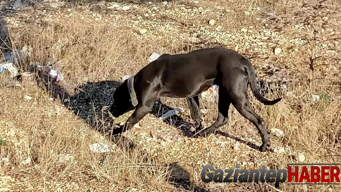 Gaziantep'te sahipsiz pitbull paniği