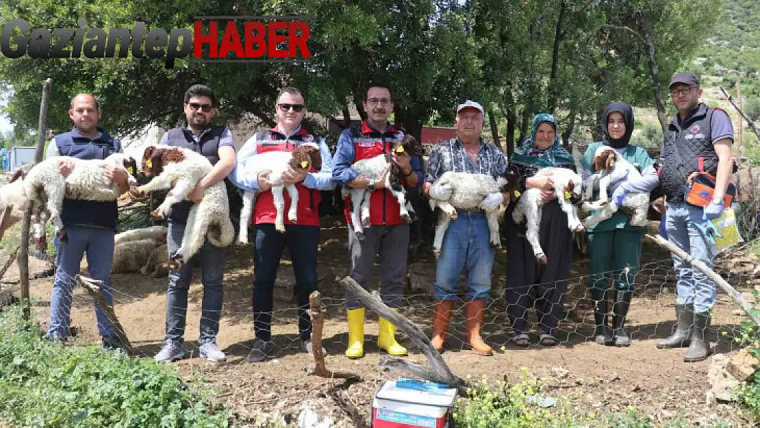 Gaziantep'teki depremzede besiciler devlet desteğiyle üretime devam ediyor