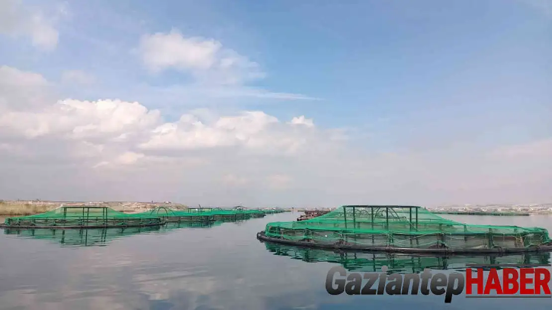 Gaziantep'ten dünyaya Türk somonu