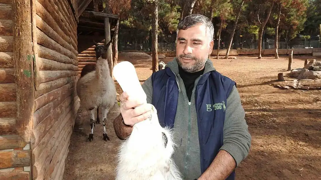 Gaziantep Zoo Parkı'nda bin 100 doğum sevinci yaşandı