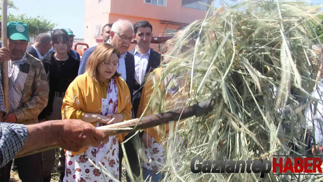 Gaziantep'te geleneksel yöntemlerle yapılan firik ütme başladı