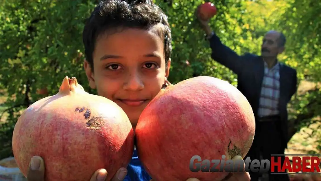 Gören şaşırıyor, bu narların tanesi 1,5 kilo