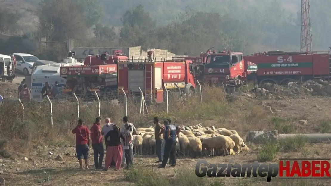 Hatay'da orman yangını nedeniyle insanlar evlerini terk ediyor