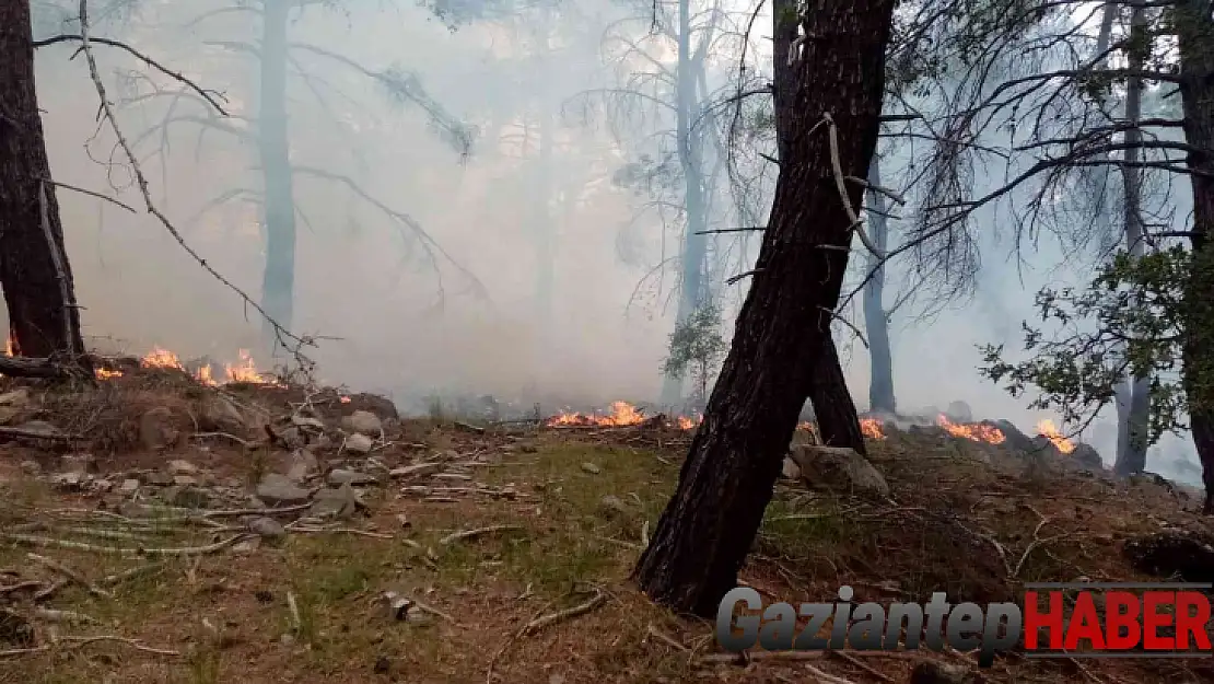 İzmir'in iki ilçesindeki orman yangınlarında 12 hektarlık alan zarar gördü