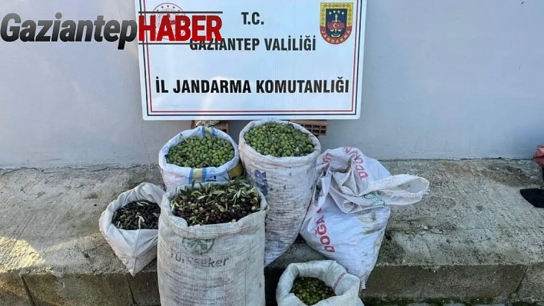 Jandarma ekipleri hırsızlara göz açtırmıyor