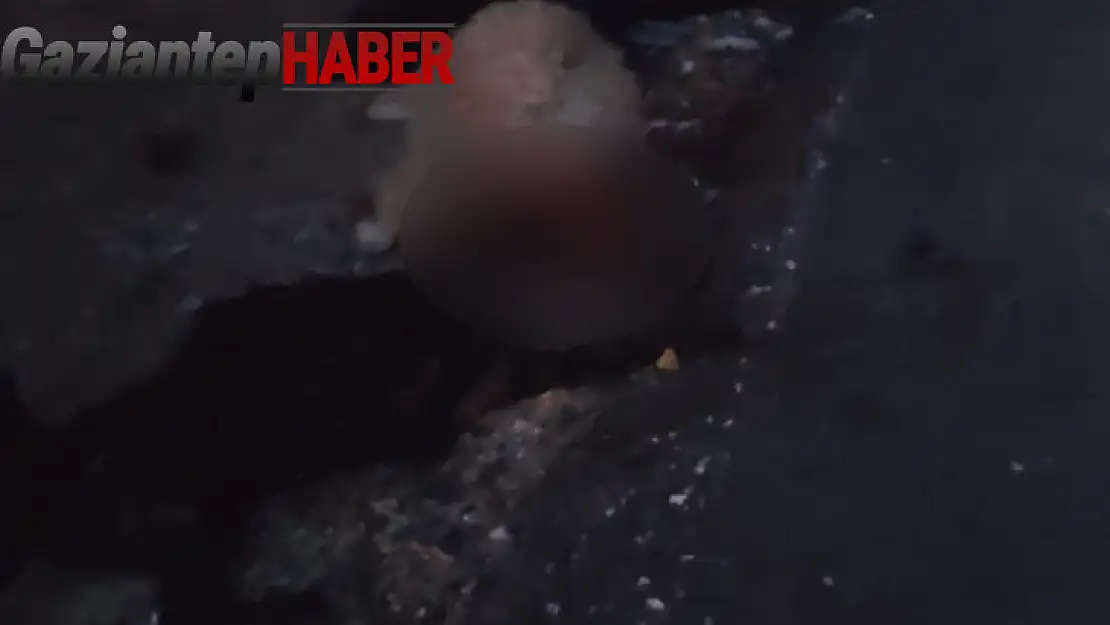Kamyonet koyun sürüsünün arasına daldı, 25 hayvan telef oldu