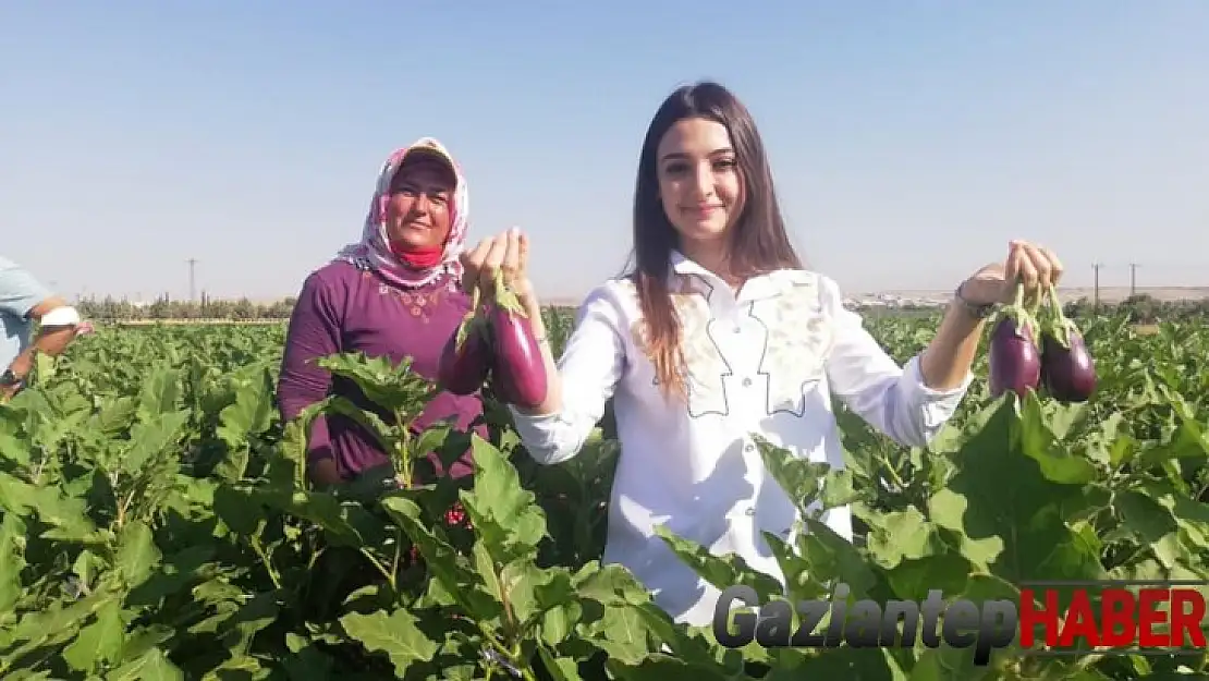 Kaymakam Uçar, patlıcan hasadı yaptı