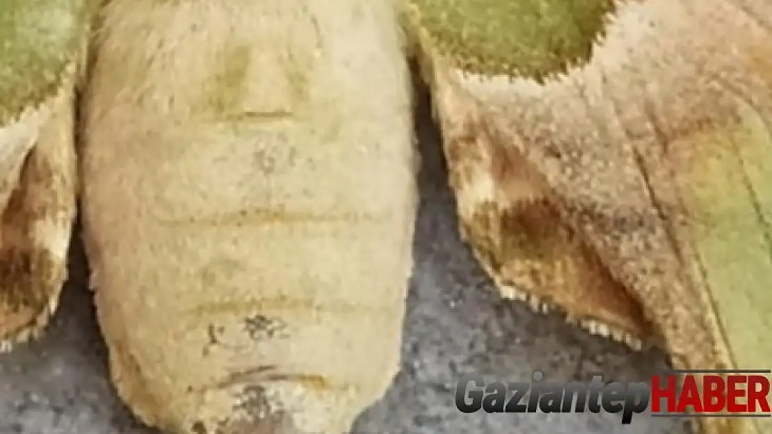 Kelebeğin sırtındaki insan sureti görenleri şaşırtıyor