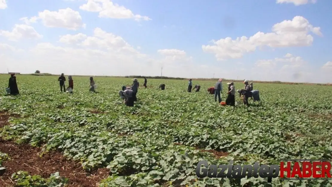 Kilis'te turşuluk hıtta acur zamanı