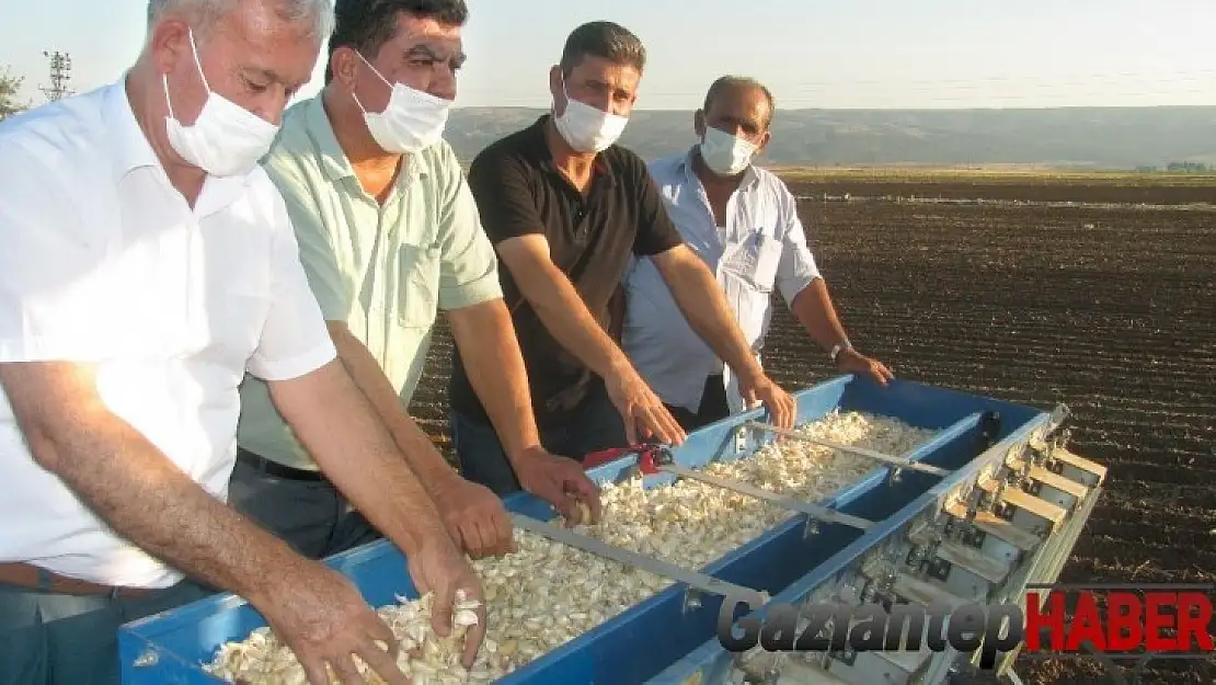 Gaziantep'te sarımsak dikimi başladı