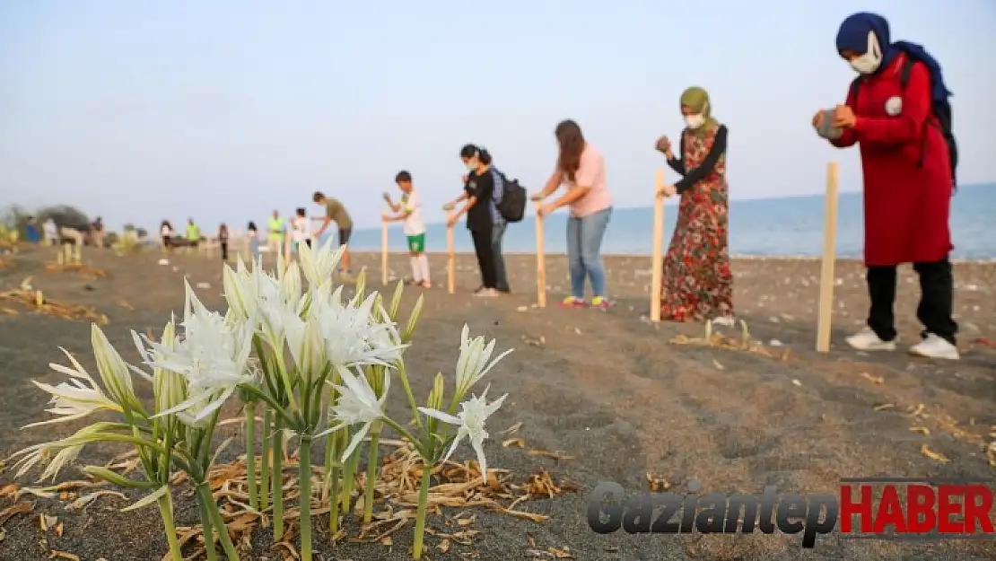 Kum zambaklarına şeritli ve levhalı koruma