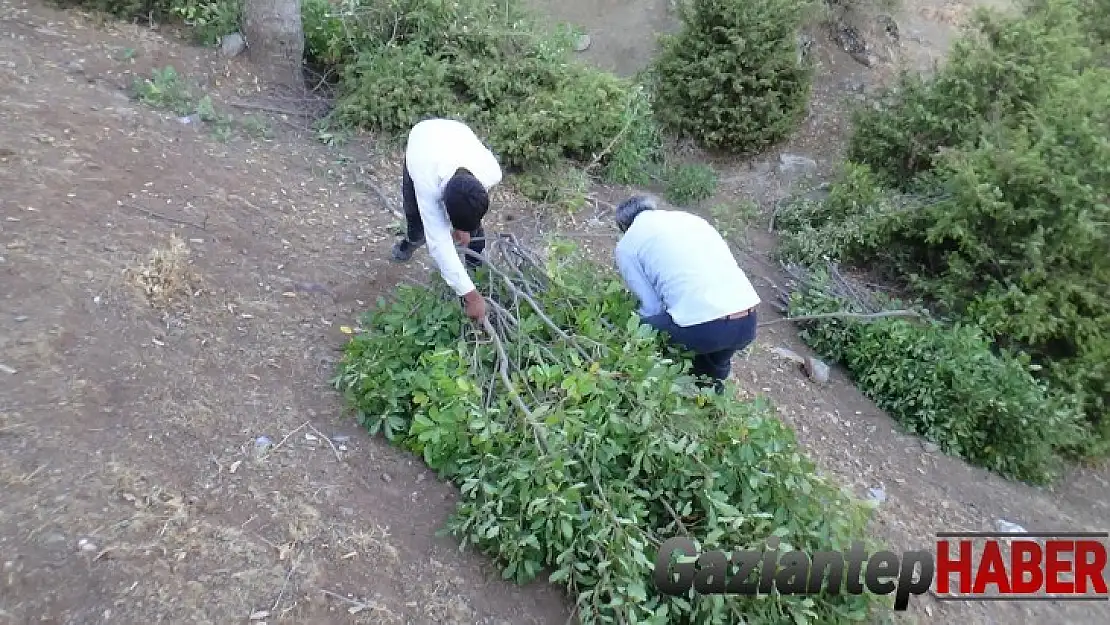 Kuraklıktan dolayı saman biriktiremeyen besiciler, meşe yaprağı stokluyor