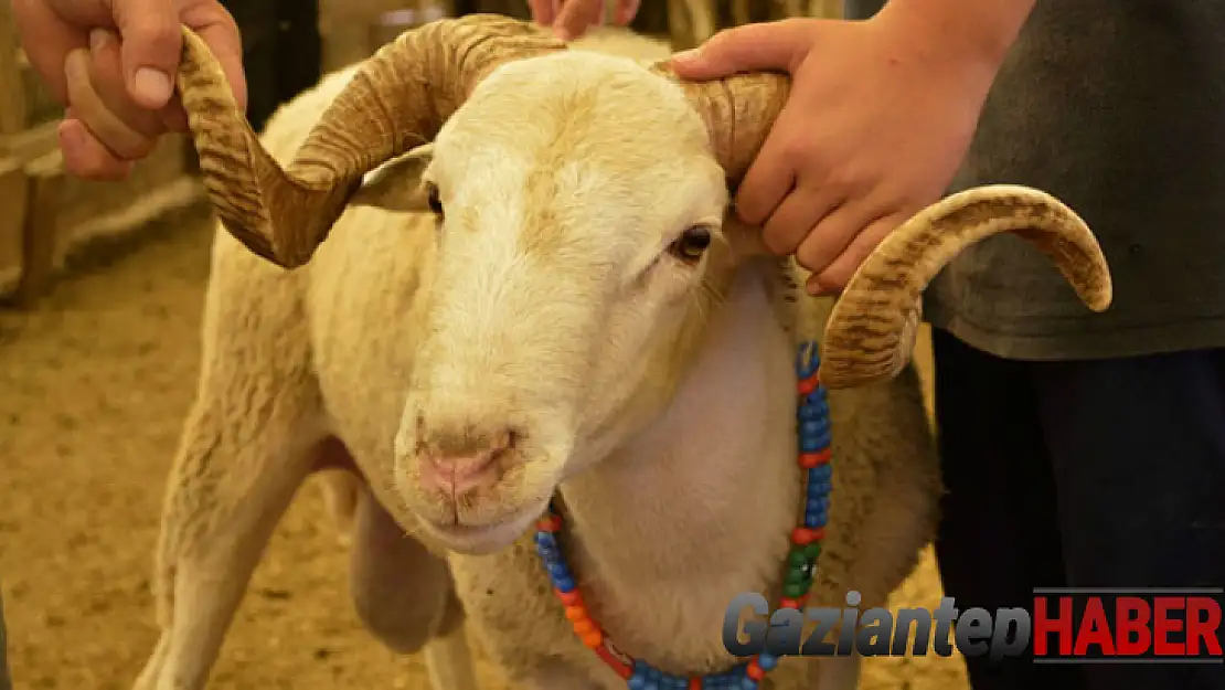 Kurban kesim ve hareketliliklerinde uyulması gereken esaslar belirlendi