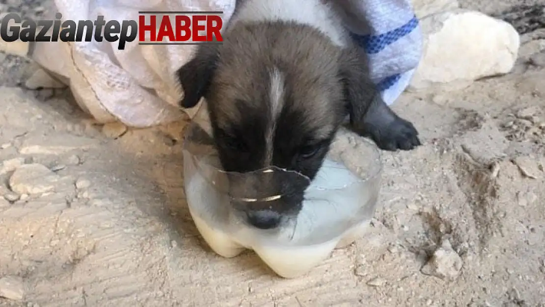 Kuyuya düşen yavru köpeği itfaiye ekipleri kurtardı