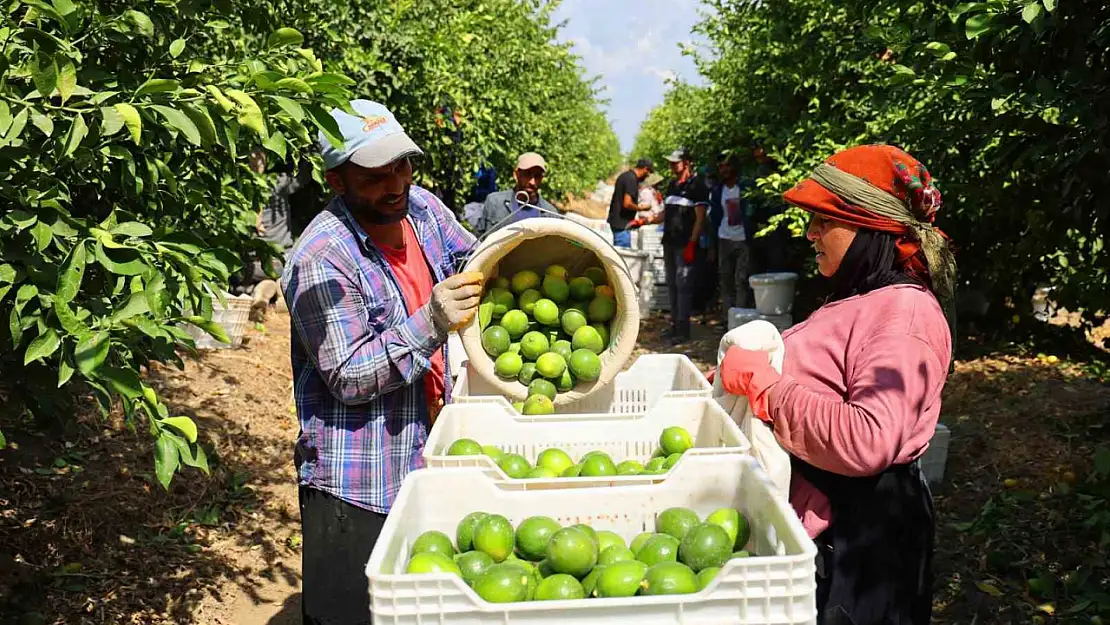 Limon bahçede 8, market ve pazarda 25 lira