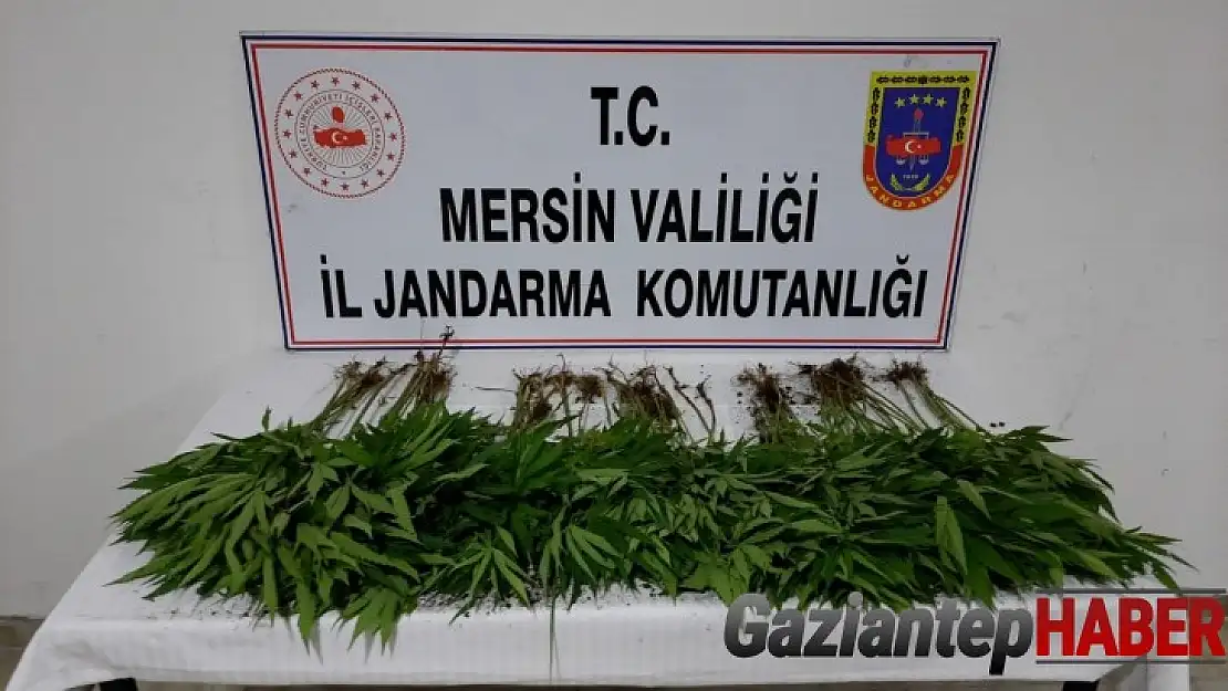 Mersin'de uyuşturucu operasyonu: 7 gözaltı