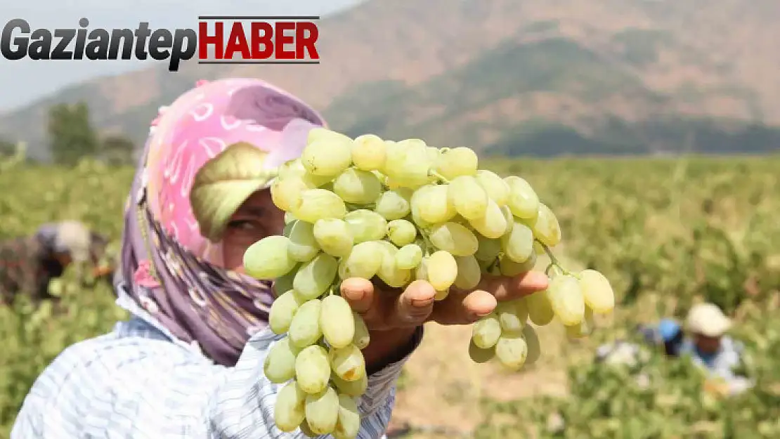 Meşhur 'Hatun Parmağı' üzümünün hasadı başladı