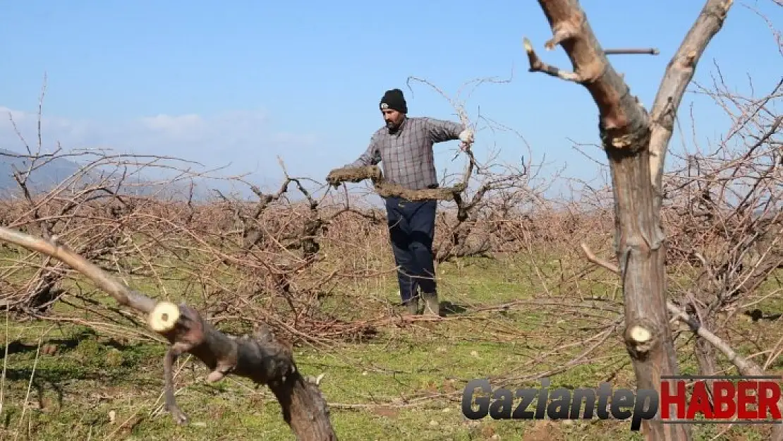 Meşhur Antep karası üzümünün budaması başladı