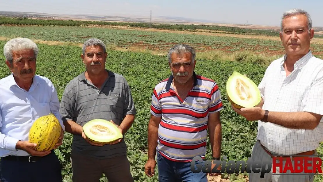 Mevsimin ilk Araban kavunu 25 gün erken yetişti