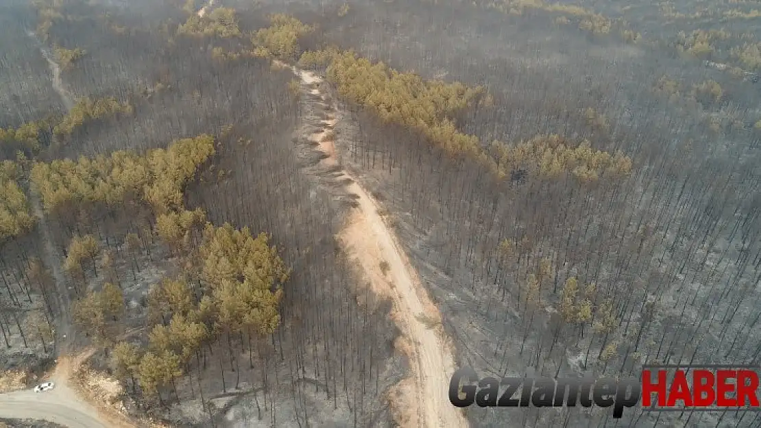 Muğla'da ormanlar alev alev yandı, tahribat gün aydınlanınca ortaya çıktı