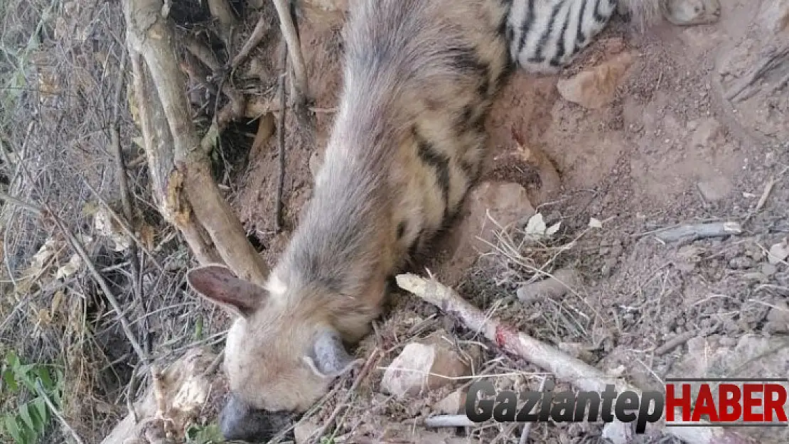 Nesli tükenme tehlikesi olan çizgili sırtlan bulundu