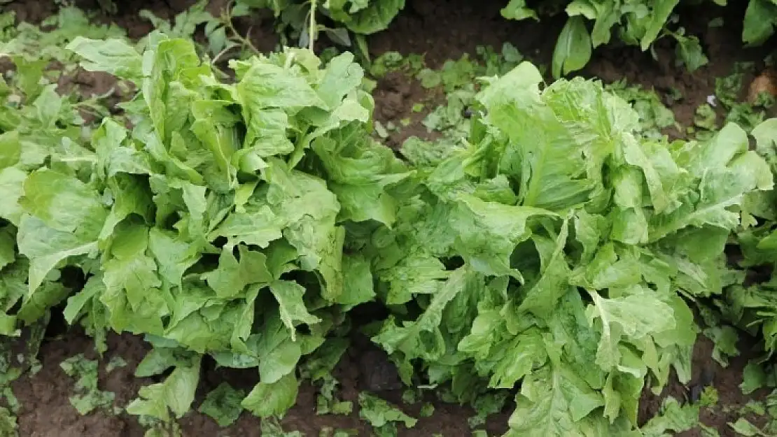 Niğde'de dolu tarım arazilerine zarar verdi