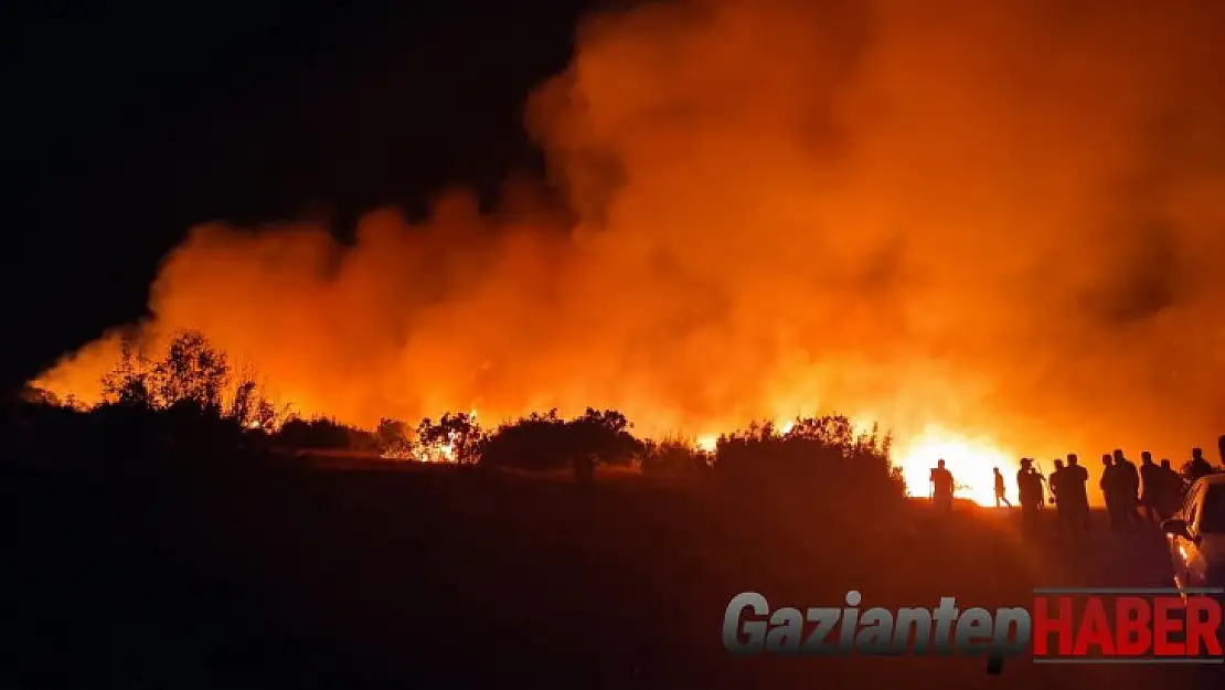 Nizip'te orman yangını