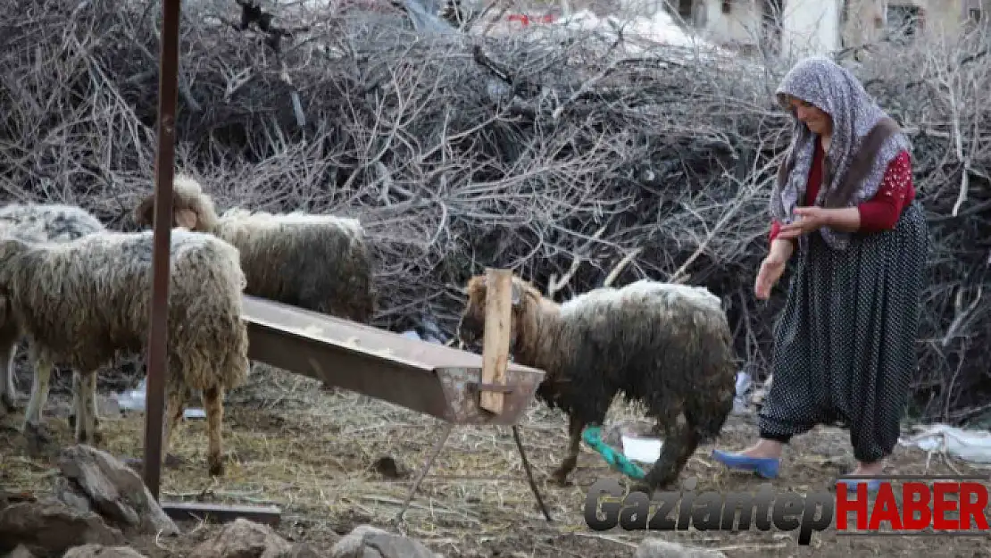 Nurdağı'nda 605 saat sonra 5 koyun sağ çıkarıldı