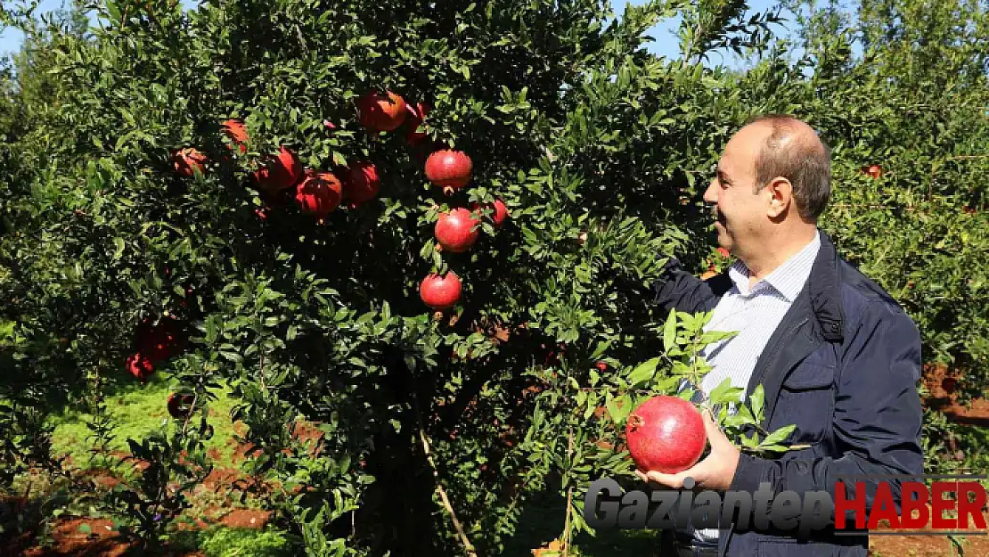 Oğuzeli'nde bir yılda 400 ton nar işlendi