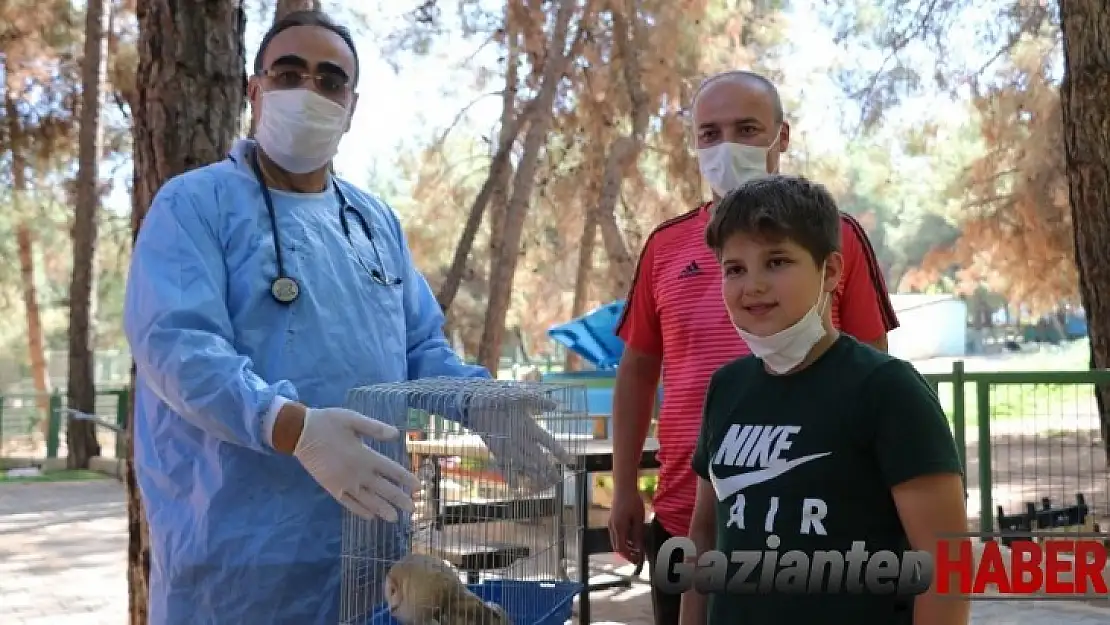 Nesli tükenmek üzeriydi Gaziantep'te yaralı bulundu