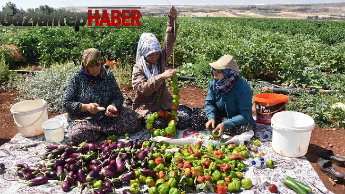 Patlıcan ve biberler kadınların elinde Gaziantep'in tescilli lezzeti 'kurutmalık' oluyor