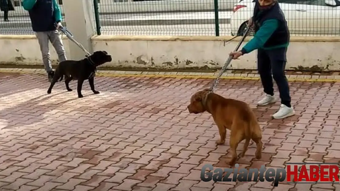 Pitbull dehşetinde gözaltı sayısı 6'ya yükseldi