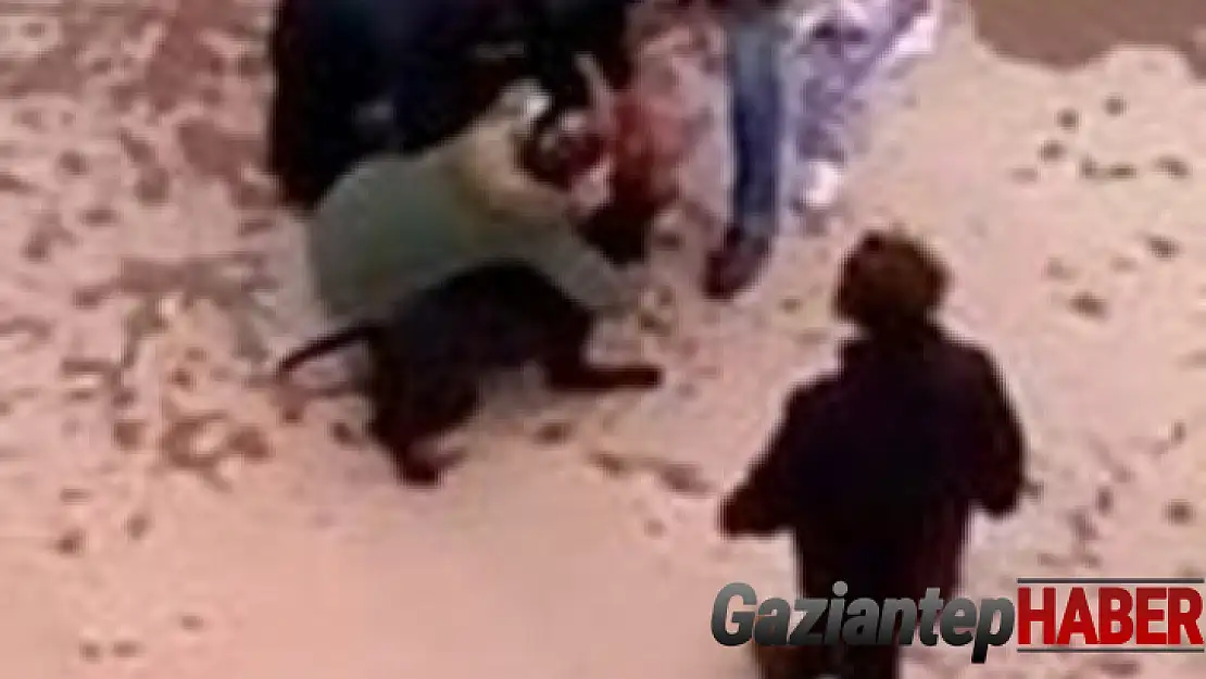 Pitbull saldırısına uğrayan Asiye, Antalya'ya sevk edildi