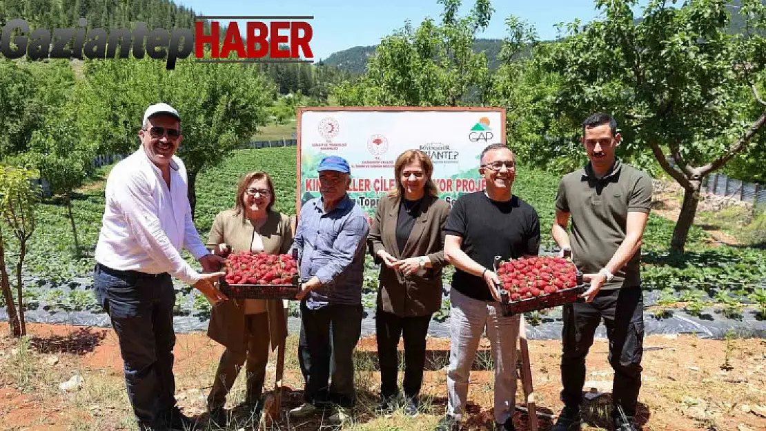 Şahin, Huzurlu Yaylası'nda çilek hasadına katıldı