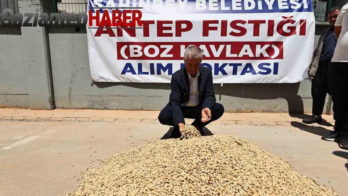 Şahinbey Belediyesi fıstık alımına başladı