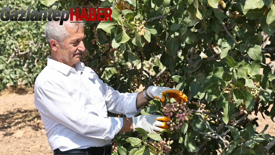 Şahinbey Belediyesi'nden Fıstık Üreticilerine Koruma ve Fahiş Fiyatlarla Mücadele Hamlesi