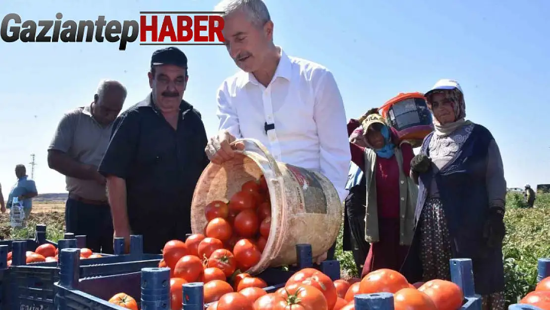 Şahinbey'de domatesin fiyatı tarladan pazara değişmiyor