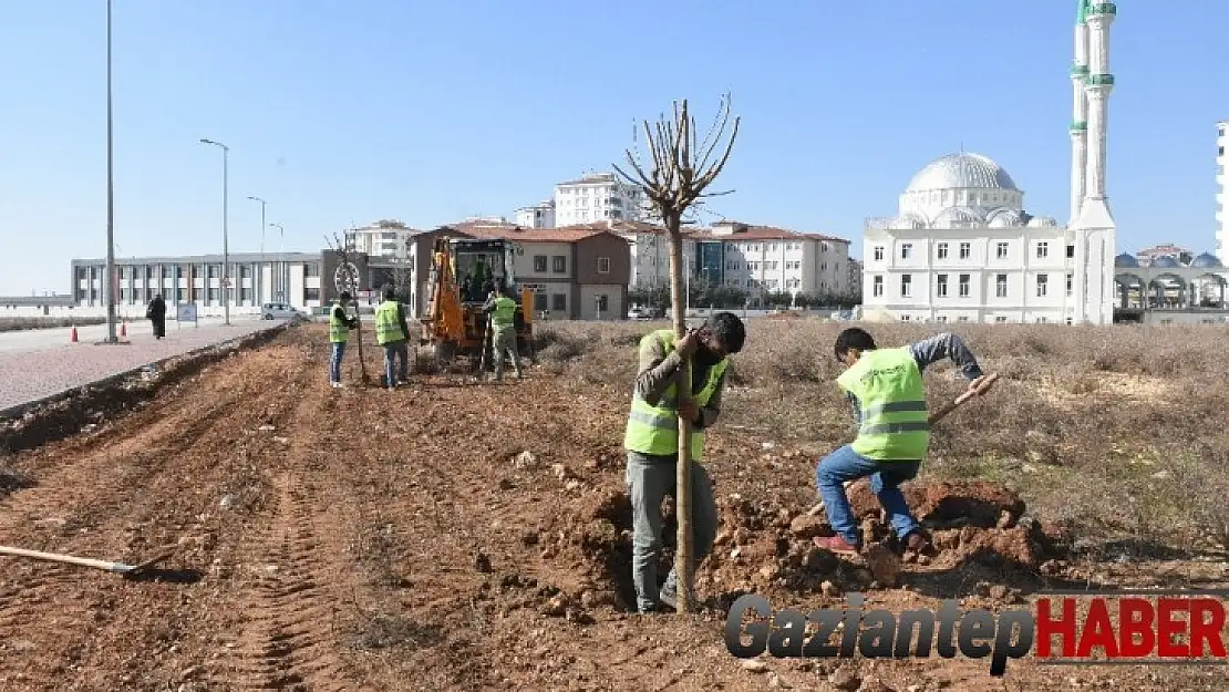 Şahinbey'e 4 milyon 215 bin ağaç dikildi