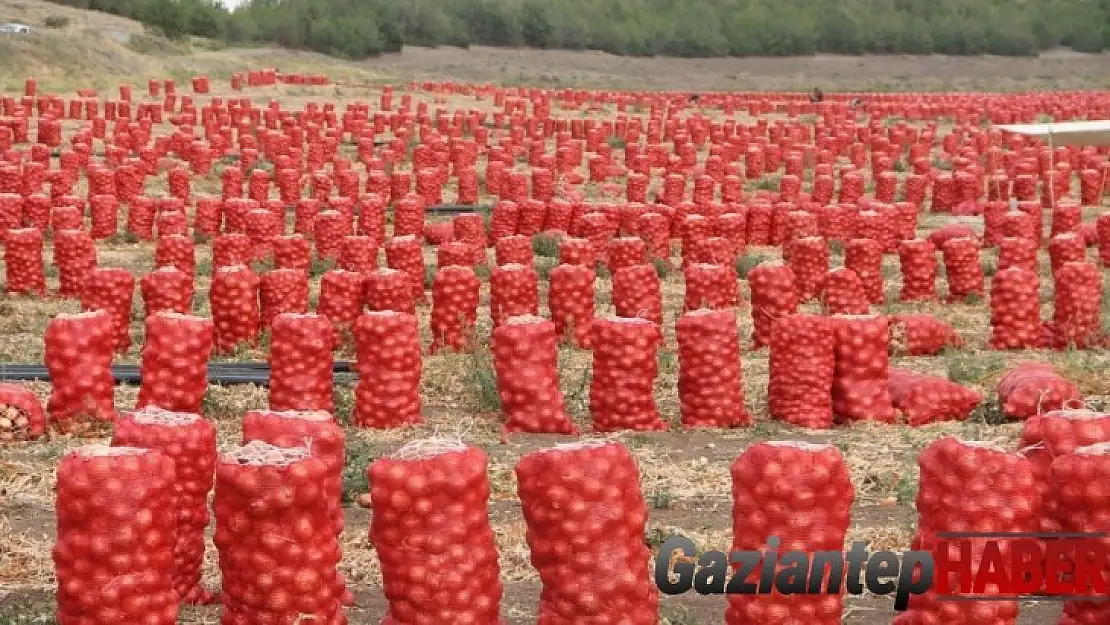 Soğan tarlada 80 kuruş, tezgahta 1,5 lira
