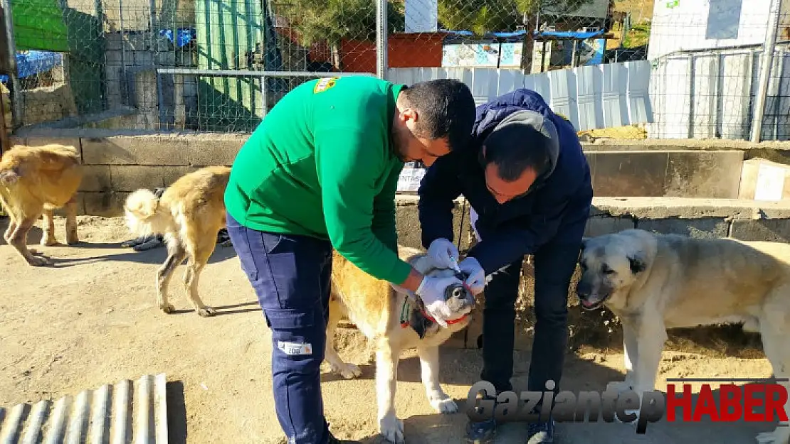 Sokak hayvanlarına sahip çıkıldı