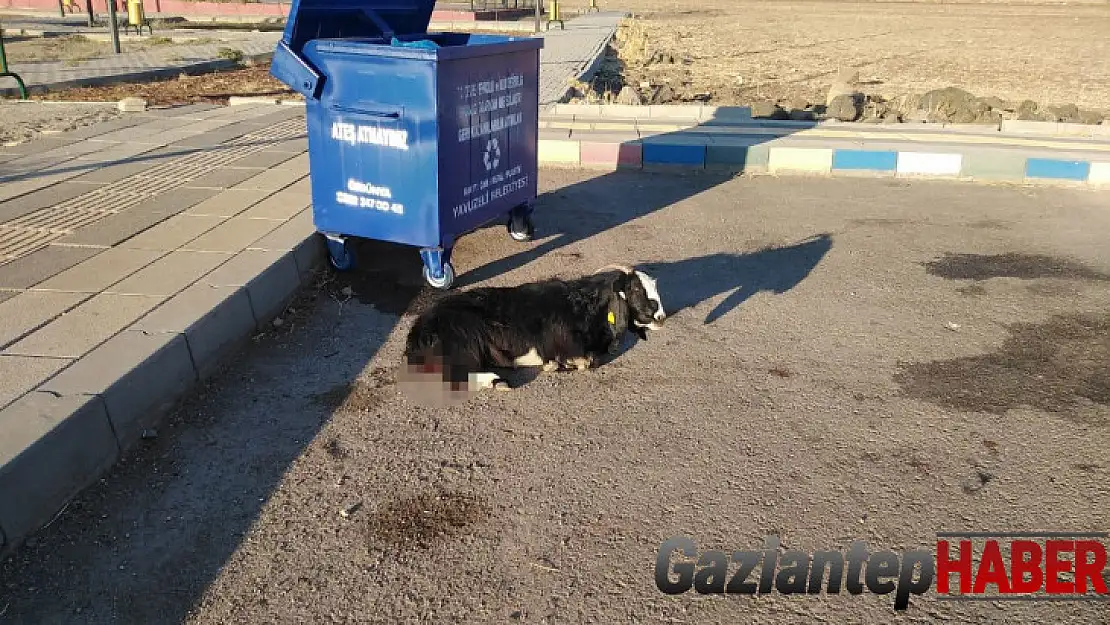 Sokak köpeklerinin keçiyi parçalama çalıştığı anlar kameraya yansıdı