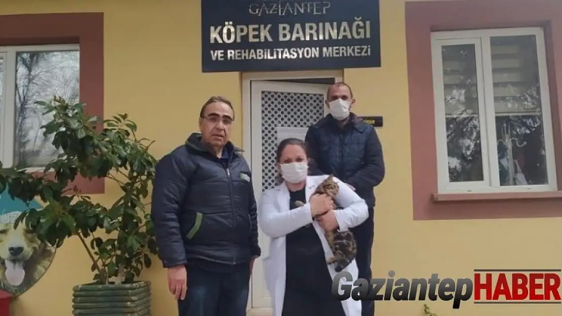 Sopayla eziyet edilen kediye Gaziantep Hayvan Bahçesi sahip çıktı