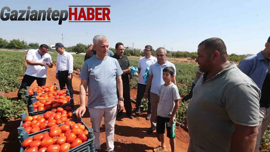 Tahmazoğlu, çiftçilerle tarlada domates ve biber topladı