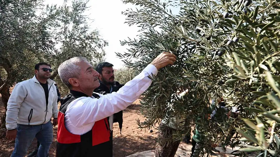 Tahmazoğlu zeytin hasadına katıldı