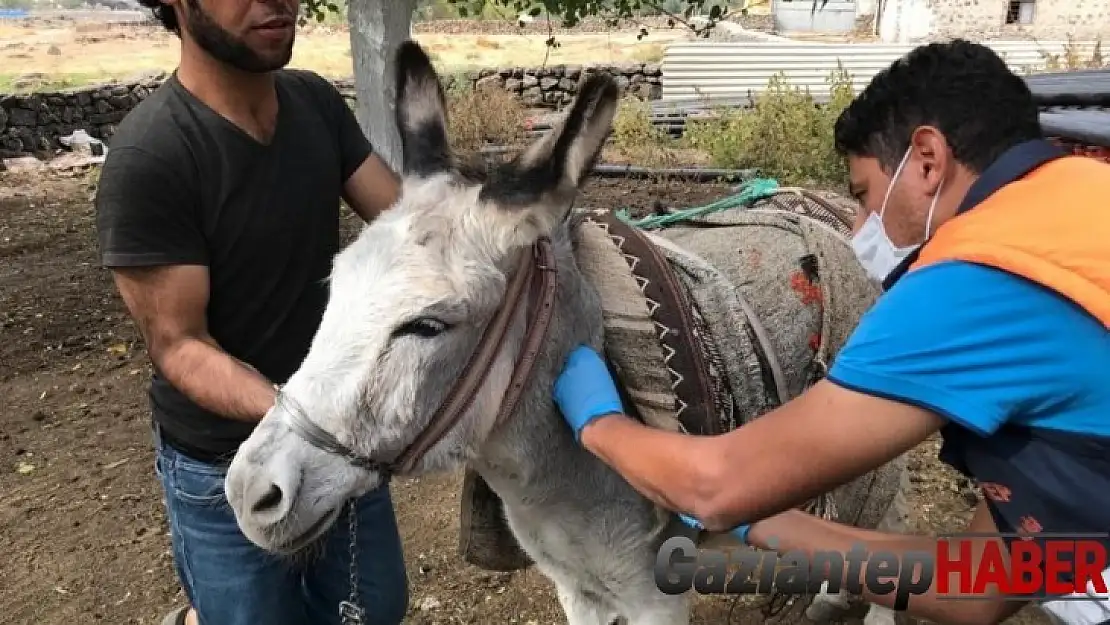 Tek tırnaklı hayvanlar kayıt altına alınıyor