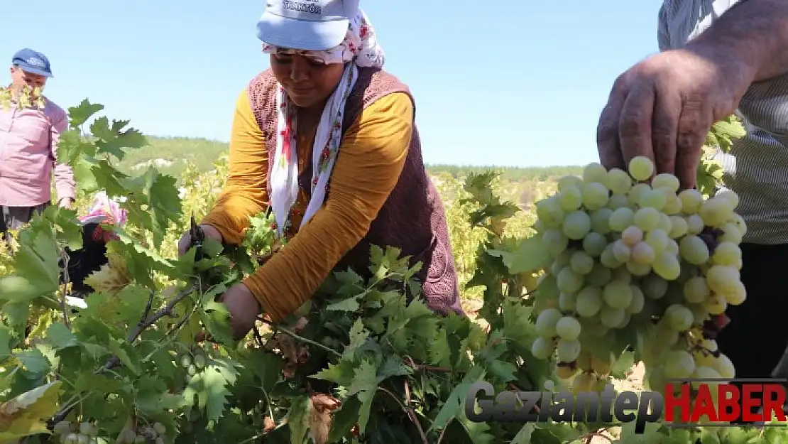 Üzüm tarlada 3,5, markette 10 TL